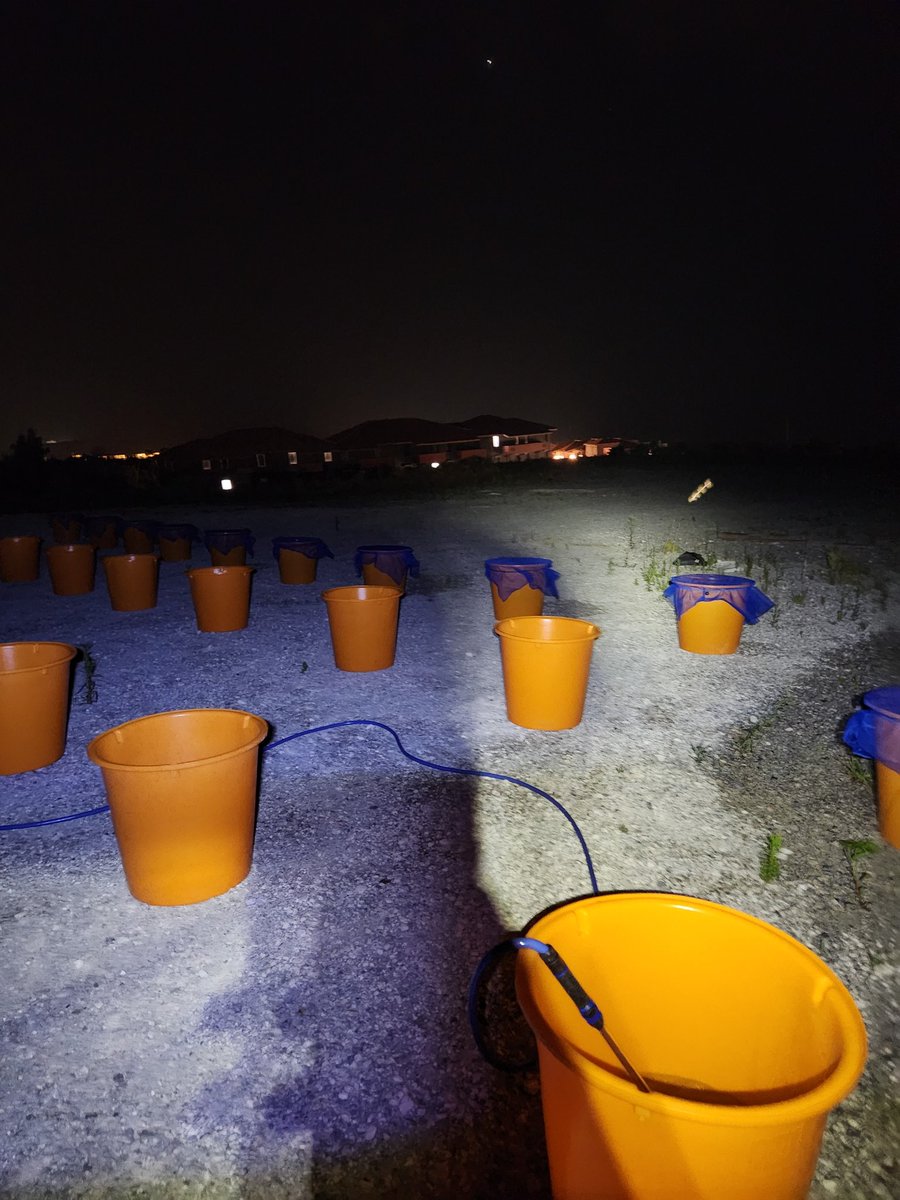 SamRPJRoss's tweet image. Somehow I&apos;ve convinced myself I&apos;m ready for another #mesocosm experiment. I&apos;ll post intermittent updates on our floating plant 🌱response diversity experiment, funded by @BritishEcolSoc @jsps_sns. Watch this space!