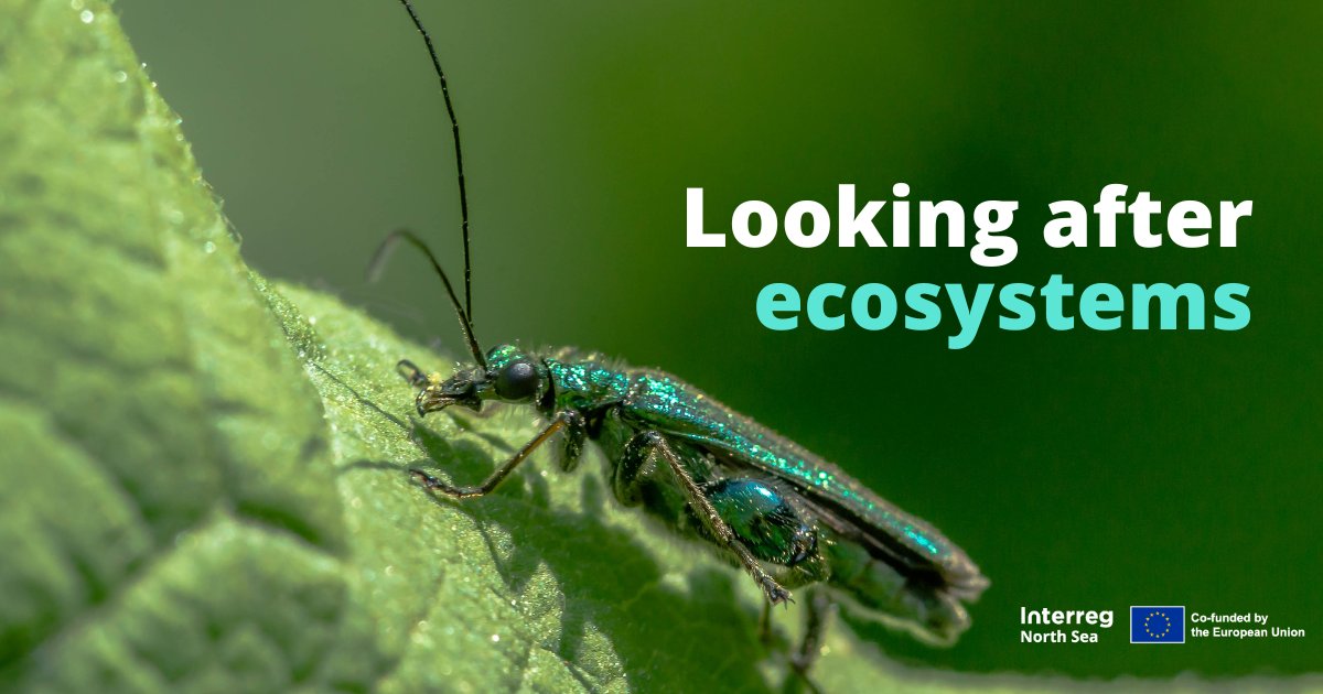 On this #WorldEnvironmentDay2023, we celebrate North Sea projects that keep #ecosystems healthy in the North Sea Region. Catch a glipse of their positive impacts: bit.ly/3qsUeNr