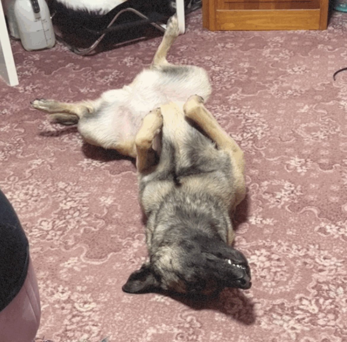 wickedriki's tweet photo. A comfy happy floof 
#malinois #pupperlove https://t.co/fPR4bhHx4C