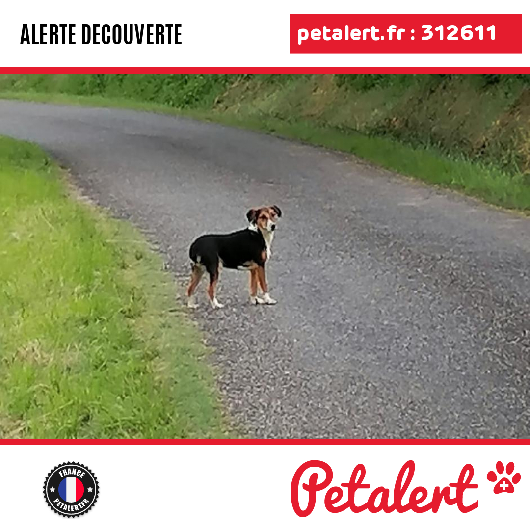 Trouvé #Chien #Ariege #Esplas #Petalert  #PetAlert09 / p3t.co/vMiY2