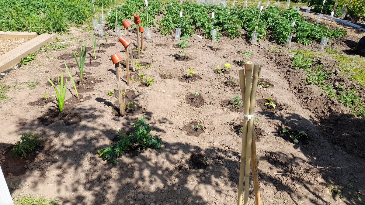 Learning to plant and grow vegetables and flowers with Bob from Stoke Road Allotments yesterday 🌱🐝
Some highlights: meeting a bunch of Ducks, learning how to make a sun dial and cooking with a gas stove 🔥