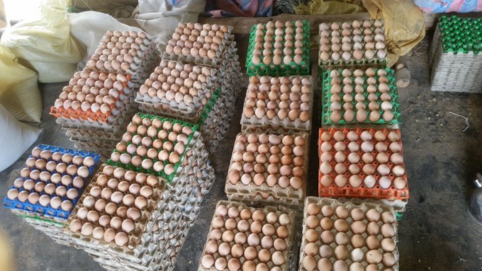 If you are interested in poultry farming for either meat or egg production, please like and retweet massively!