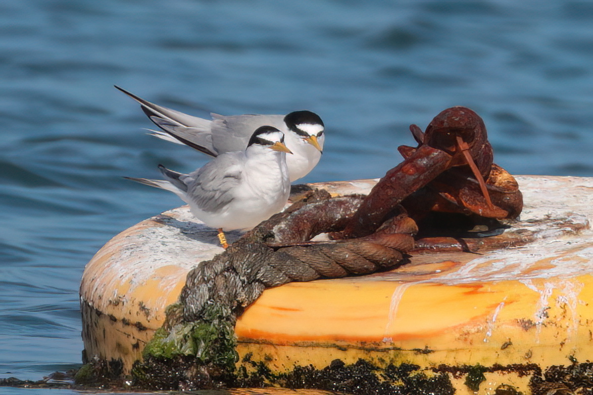 The Little Terns are still very active at Ferrybridge...