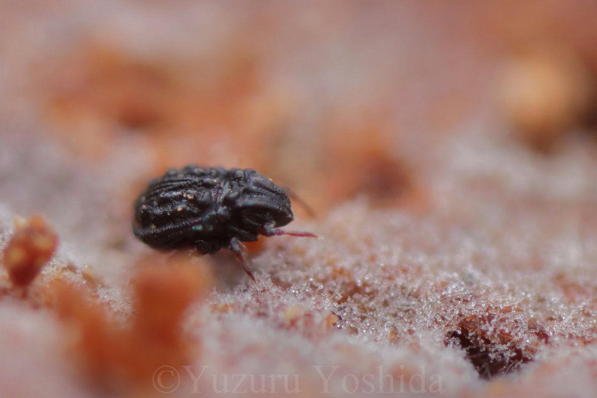 bufoninus's tweet photo. ヒビワレイブシダニ Carabodes rimosus 
#MiteMonday https://t.co/XPogt7denl