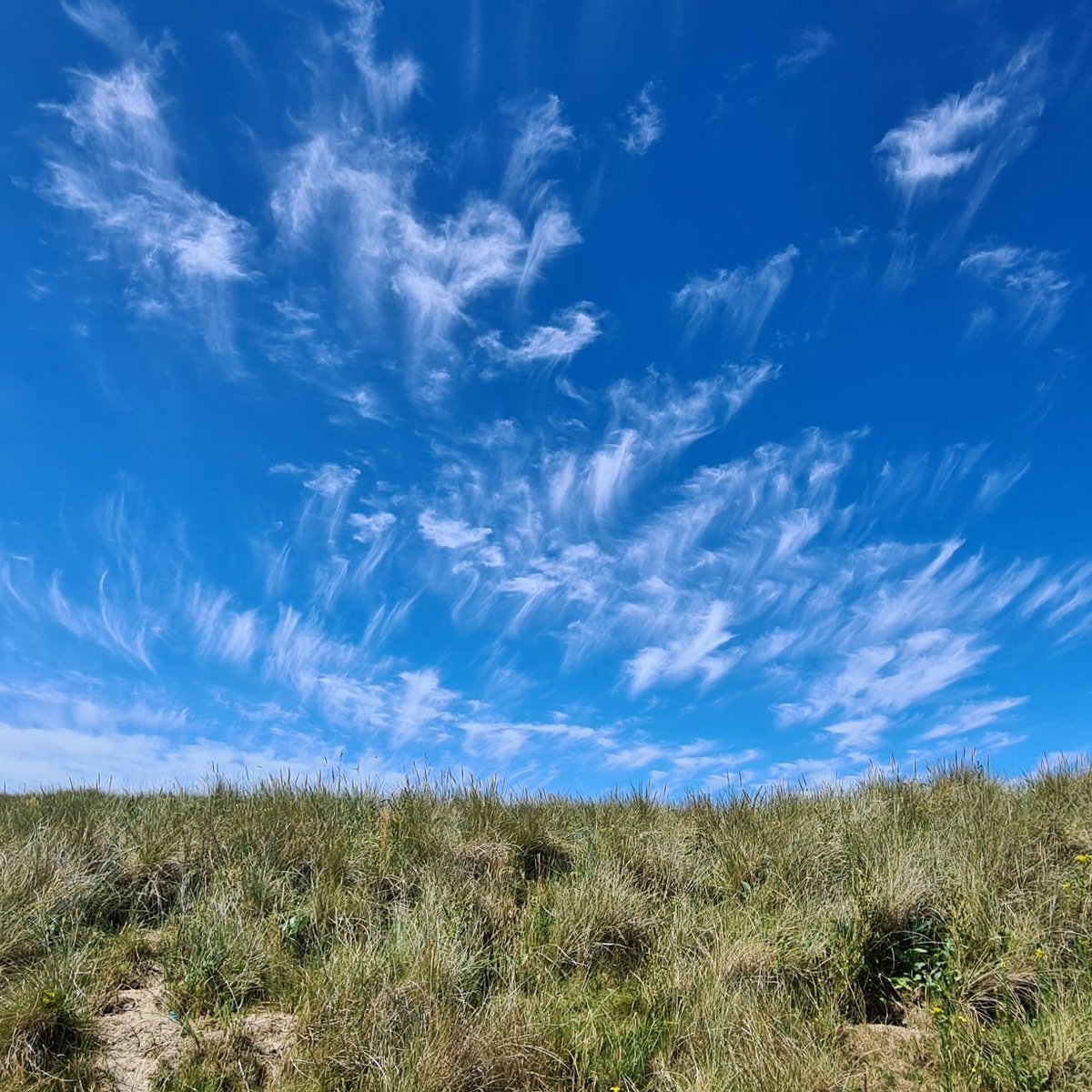 jacobecarson's tweet photo. Wispy clouds https://t.co/RnnZJBU4da