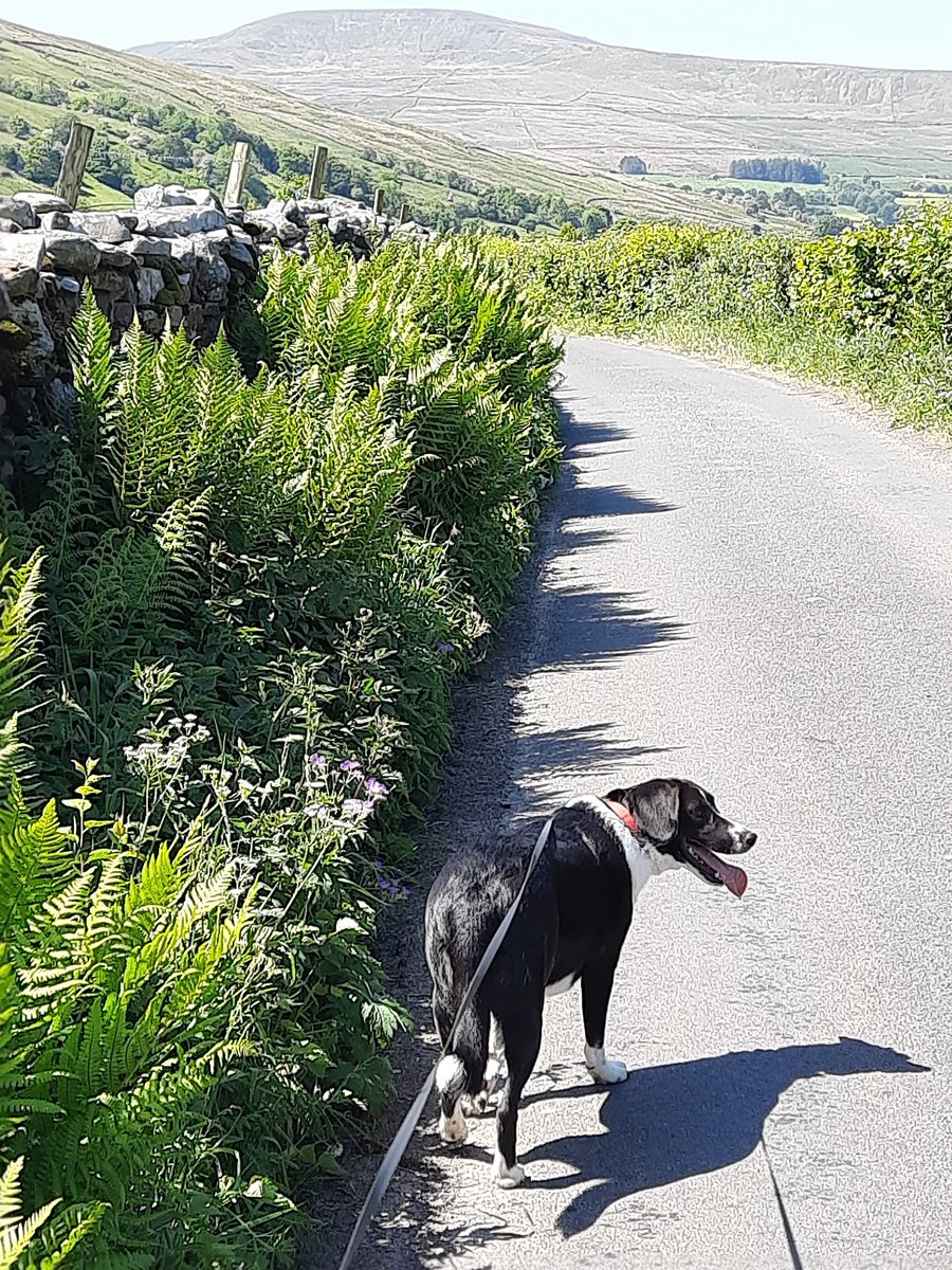 SteveFairchil18's tweet image. @AphasiaSupport  #BigStepChallenge using my weeks holiday to get me in front on the challenge, 18288 so far today, but what a beautiful place to get some steps in. #YorkshireDales #Dent
