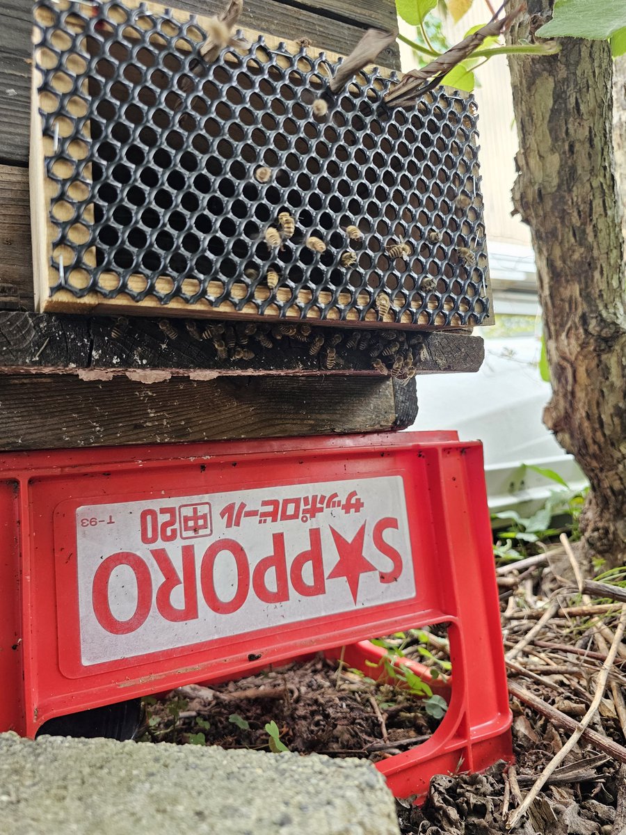tomathos85's tweet photo. 今日の蜜蜂🐝実家の畑は出入り盛んで強群のようです。
＼(^-^)／ https://t.co/M9UaghLGFl