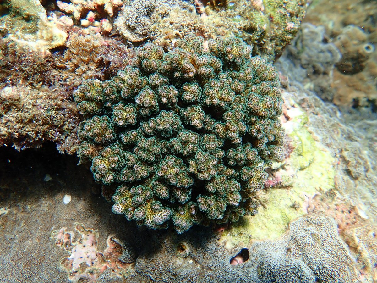 CrystalJMcRae's tweet photo. 📢🪸 New paper out looking at algal symbiont dynamics (genera &amp; photochemical efficiency) under non-stressed conditions. 15 month in-situ monitoring study assessing three coral species at reefs with different thermal histories in Taiwan. Paper link:
https://t.co/sjzUFMgIAV https://t.co/E1UFnIewCF