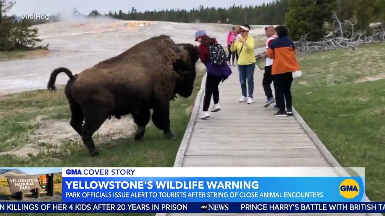 Good Morning America on X: Yellowstone National Park officials