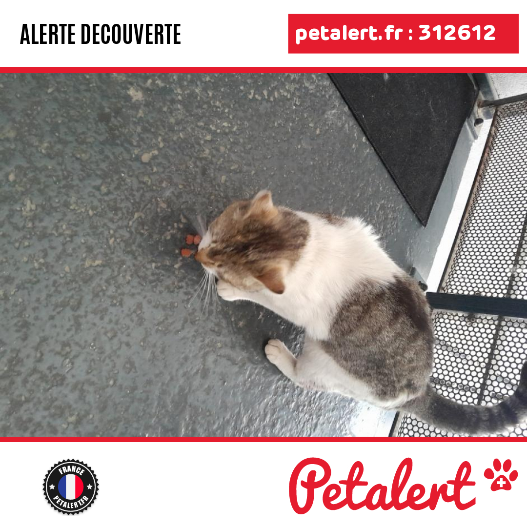 Trouvé #Chat #Ain #BourgEnBresse #Petalert  #PetAlert01 / p3t.co/PZuMA