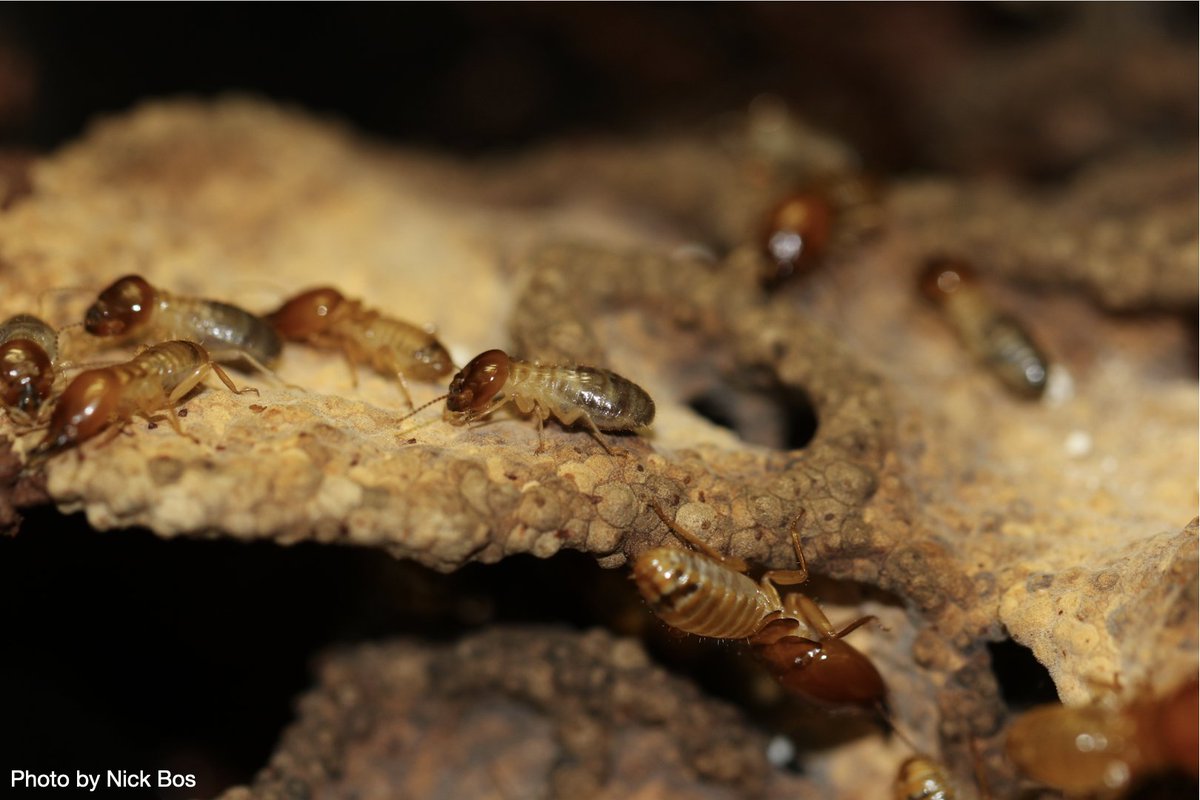 Did you know that termites are social cockroaches? 150 million years ago, a group of cockroaches started collaborating and evolved into termites. 🐜 #evolution #insects #termites #socsymevo