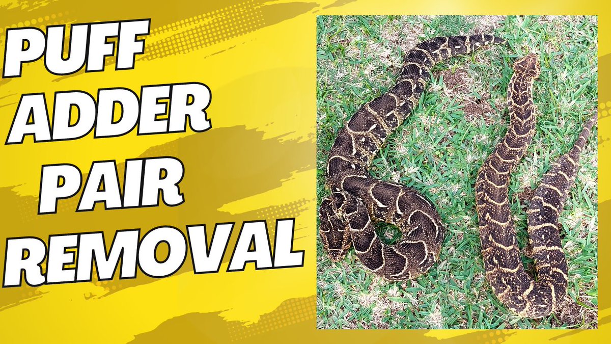 NickEvansKZN's tweet photo. GoPro footage of the recent, exciting rescue call I went on:
https://t.co/QGFqrqhwlW
#snakes #reptiles #Herpetology #KZN #SouthAfrica #wildlife #conservation #GoPro #YouTube #youtubechannel #YouTubers #Africa #Bitis #PuffAdder #snakeconservation #animals #NatureConservation https://t.co/vc3ACyLfPb