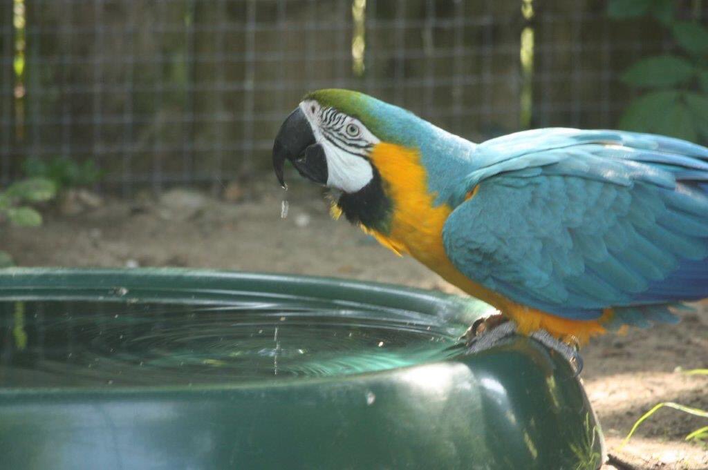 Hope you are enjoying your nice cool drink as much as this macaw!