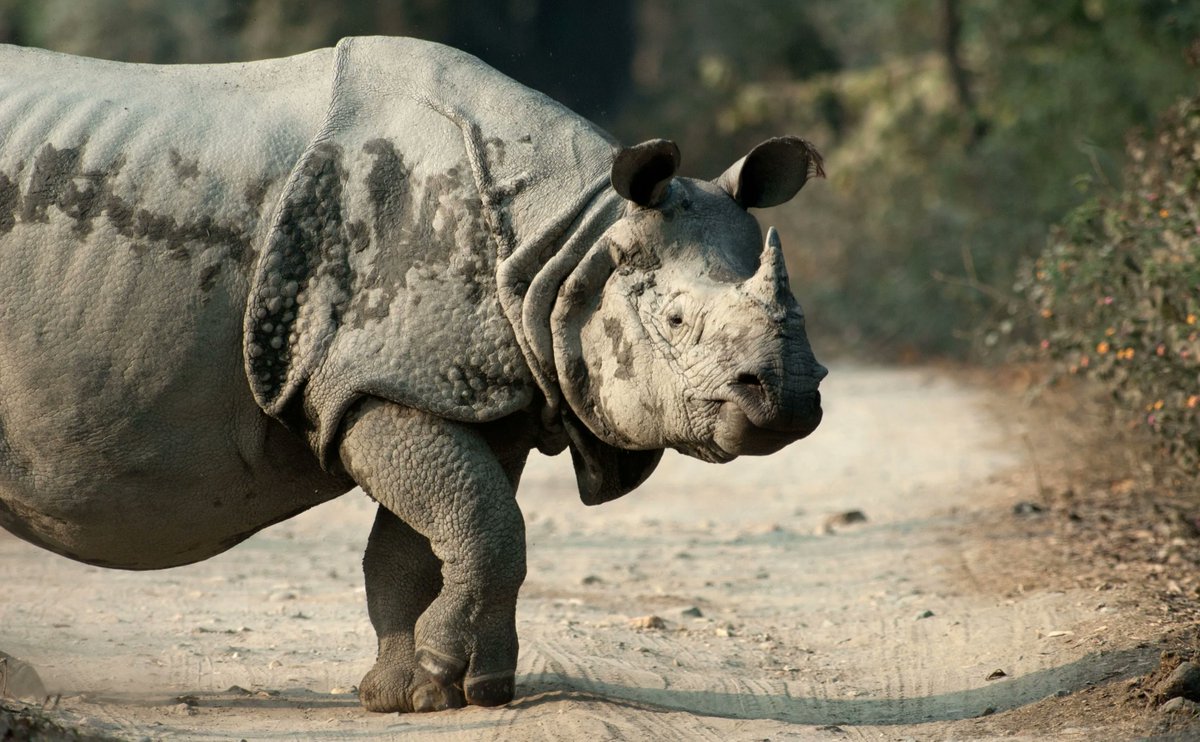 🌏 🌱 🦏 You might think that saving rhinos only saves, well, rhinos. But, conserving them protects large landscapes and the biodiversity within them, supporting our planet's important ecosystems. 

How're you helping nature this #WorldEnvironmentDay ? 

📸 Kelly Russo

#Rhino