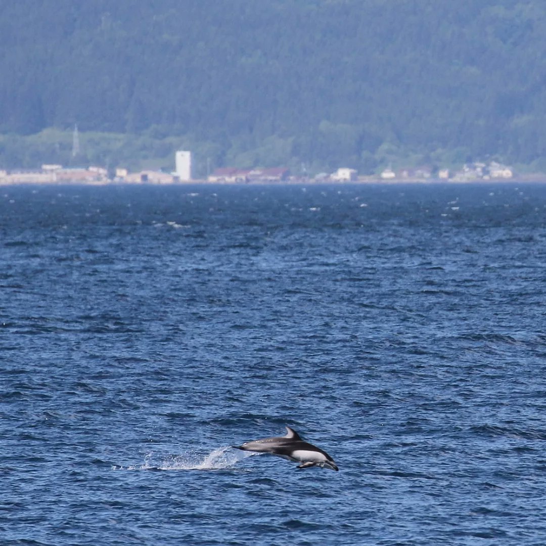 mutsubaydolphin's tweet photo. Mustu Bay is unique in that you can observe #pacificwhiteddolphins (usually a pelagic species) from land! 🙏🐬🙏 Today our team took this shot during our morning #landwatch as the #dolphins passed by towards the mouth of the bay.
© Sachiko Arizono, Mutsu Bay Dolphin Research https://t.co/r2HHmclJfC
