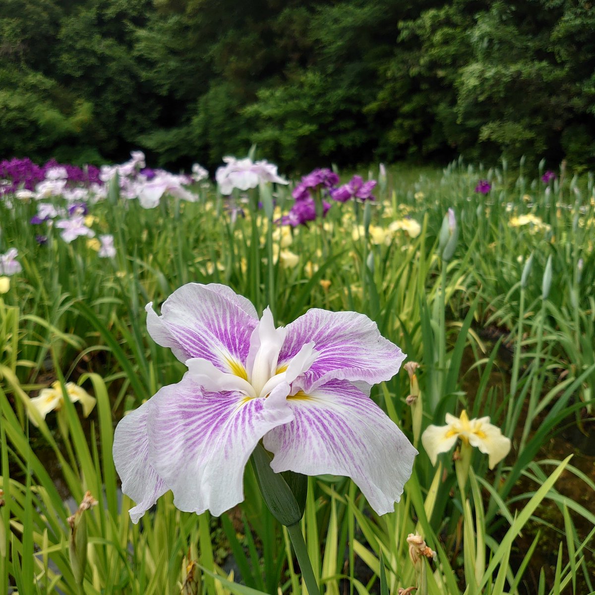 seng07's tweet photo. 昼から雲り空になったので、花菖蒲を撮りに出掛けて来ました🤗
と言っても、車で10分と掛からない所🥳
#スマホ写真
#Xperia #SOV41 https://t.co/yZPEnNA5rG