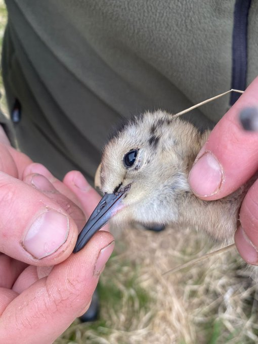 This #Curlew chick was found 'in distress'. You can zoom in to count the number of chicks around base of bill and under the eye. Ticks can be a real problem for young #waders, as discussed here: wadertales.wordpress.com/2019/06/04/chi… 📷 via @curlewcalls #ornithology