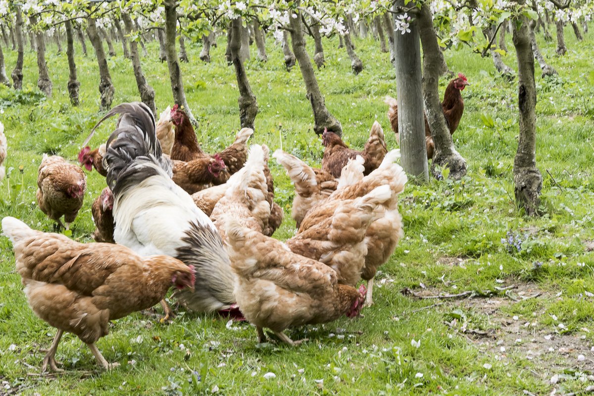 H2020Mixed's tweet image. 🍎 Organic apple farmers in Austria have found a natural pest control method! 🐔 Apple sawfly larvae, which burrow into the ground, are a delicacy for their laying hens. 🌱🐓 This helps reduce pest pressure in organic apple orchards. 🌳🌿 #OrganicFarming #NaturalPestControl 🍏