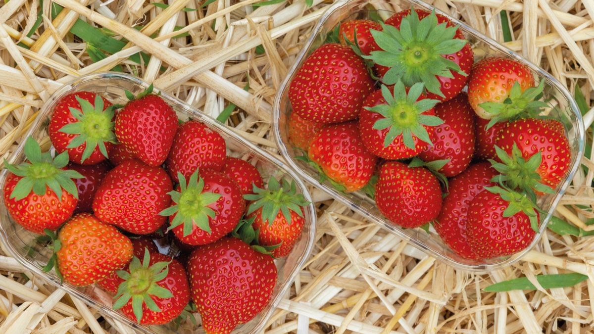 vandmsw's tweet photo. Local and UK strawberries are now in season and can be enjoyed from May to October 🍓

These fragrant berries add volume, flavour and colour to a wonderful variety of dishes 🍰

#vandmsw #produce #southwest #groceries #homedelivery #localcollection #quality #foods #strawberry https://t.co/yXwj8XCJjv