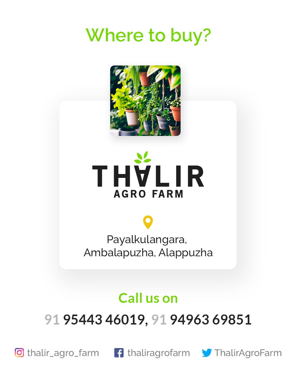 Celebrate #EnvironmentalDay with us! Explore our stunning collection of #hangingplants, adding elegance to any space. Breathe in nature's beauty, choose the perfect plant, and make a lasting impact. Join us in our mission to protect the environment. Visit our store today!