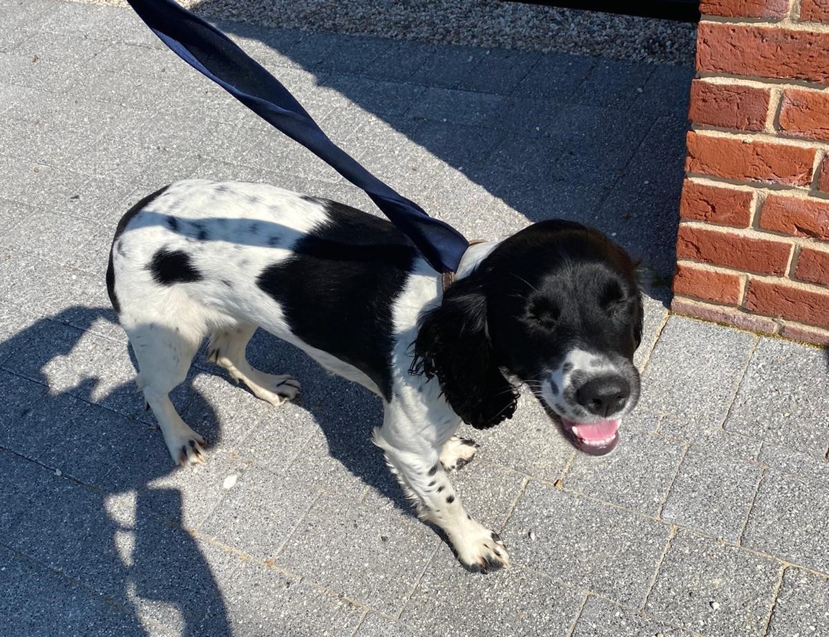 Officers from our CID found this little one running around the country lanes in Great Wakering and made best use of their tie to ensure the dog was safe.
Should your pet go missing, you can find some useful advice here:
southend.gov.uk/animal-welfare…
#MoreThanCrimeFighters