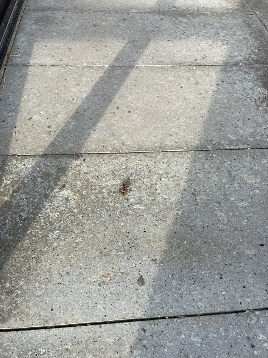 子供があー！って言ってて、どうしたの！？と駆け寄ったら、カミキリムシ見つけたらしい
これには父親のほうが興奮 https://t.co/IB73RPGfal