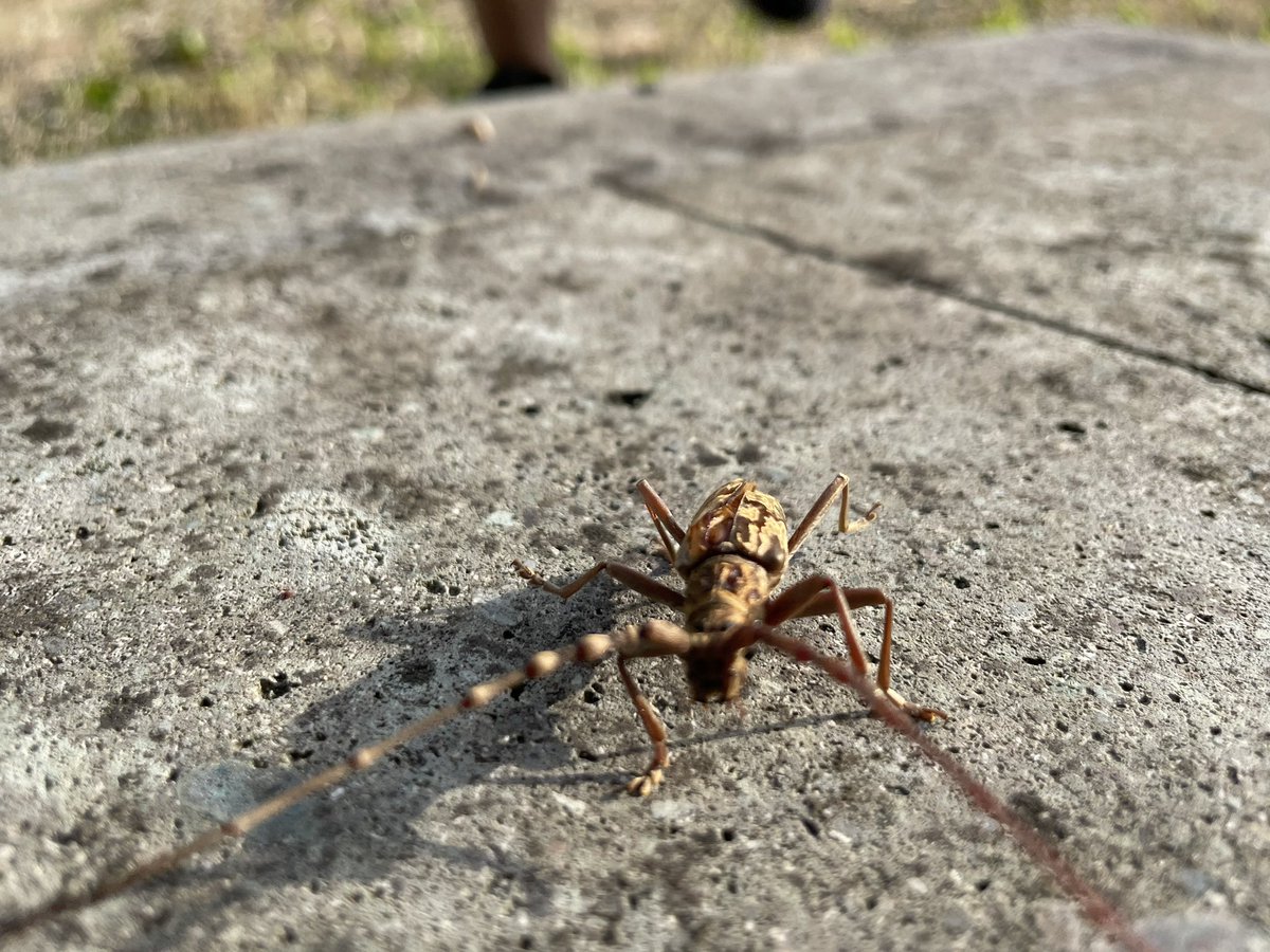 子供があー！って言ってて、どうしたの！？と駆け寄ったら、カミキリムシ見つけたらしい
これには父親のほうが興奮 https://t.co/IB73RPGfal