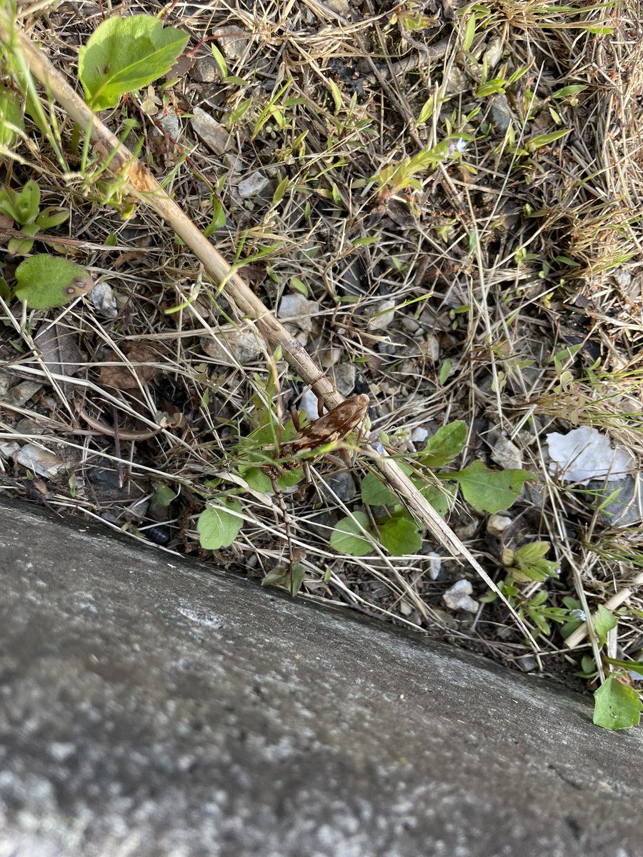 子供があー！って言ってて、どうしたの！？と駆け寄ったら、カミキリムシ見つけたらしい
これには父親のほうが興奮 https://t.co/IB73RPGfal