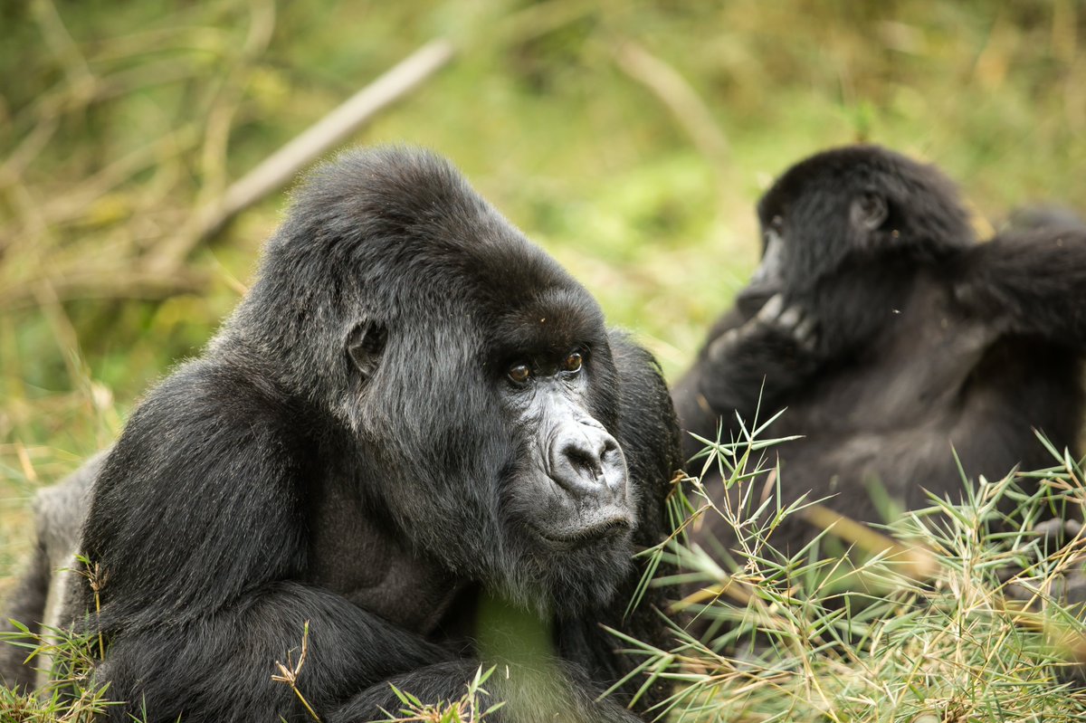 LaFontanaTours's tweet photo. You can choose to have a closer look at these magnificent mountain gorillas in Rwanda for your unforgettable experience.
La Fontana Tours is your to-go remedy for a tailor-made itinerary. https://t.co/XMKaYm2Xh9