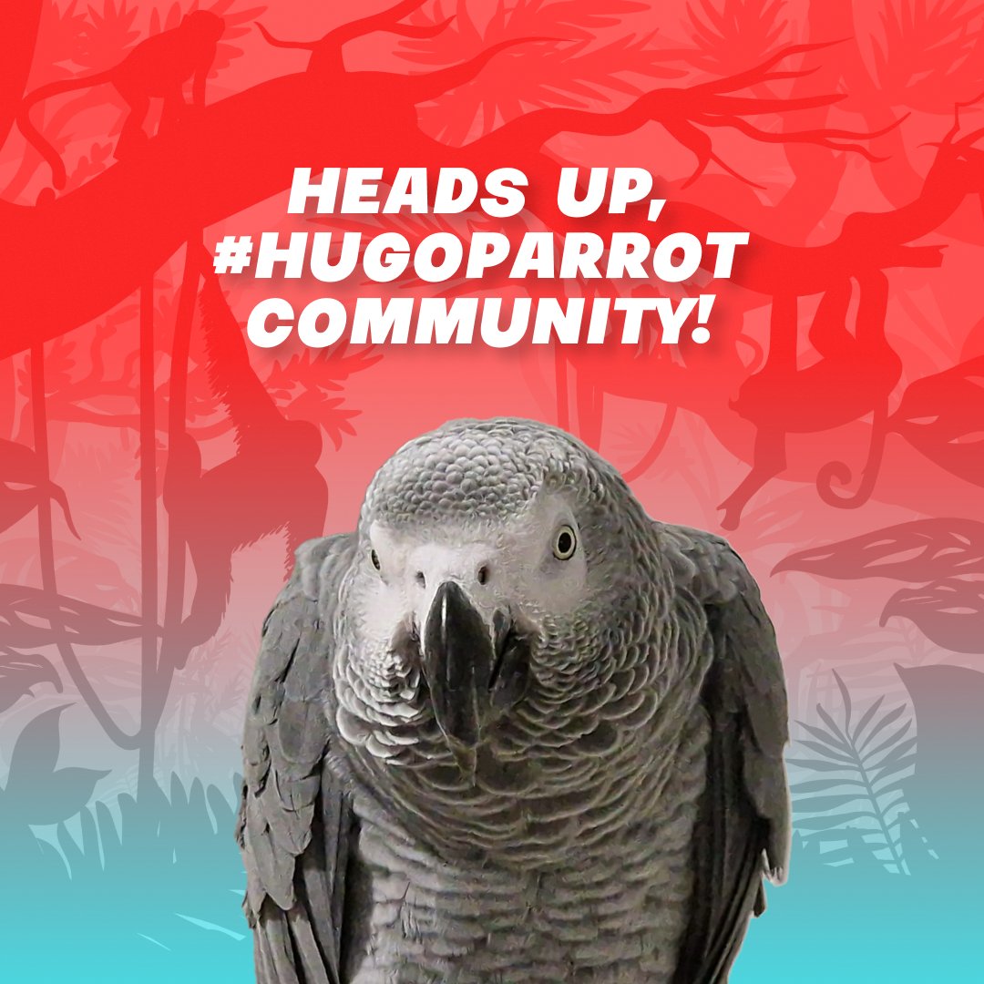 hugotheparrot's tweet photo. Heads up, #HugoParrot community! π¦
We have something exciting in the pipeline for this week. Stay tuned to our channels to catch all the action. Let's keep working hand in hand to create a positive impact on African Grey Parrot conservation!
#HugoProject https://t.co/Oqj6olhcDr