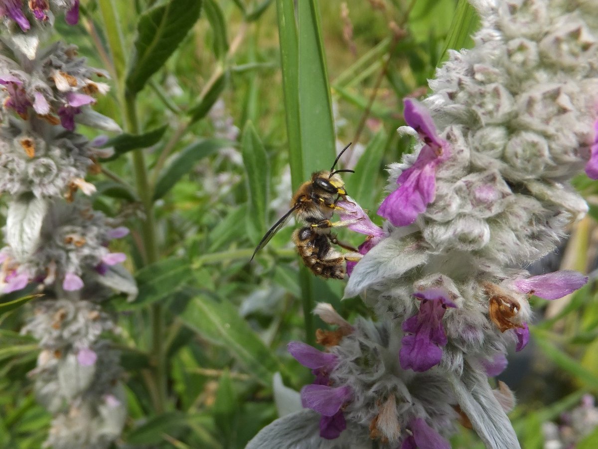 Applied Ecol. Resources|Ecol. Solutions & Evidence tweet media