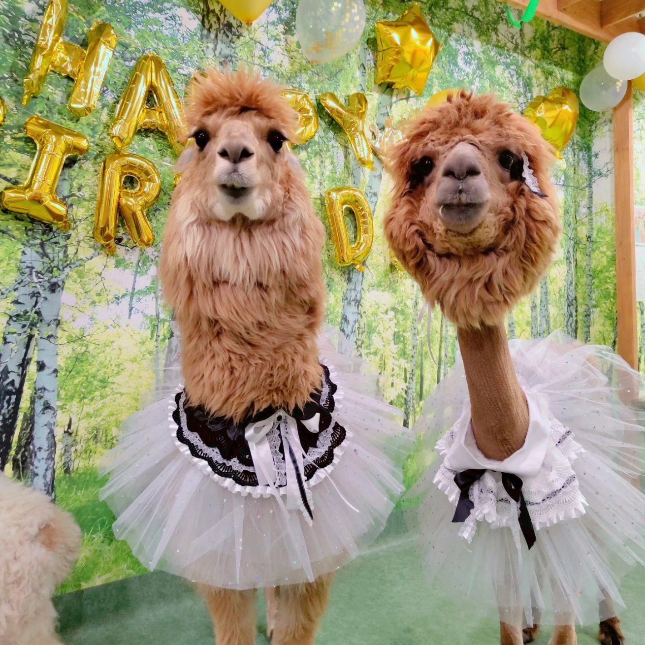 アルパカふれあいランド(Alpaca fureai land) on X: 