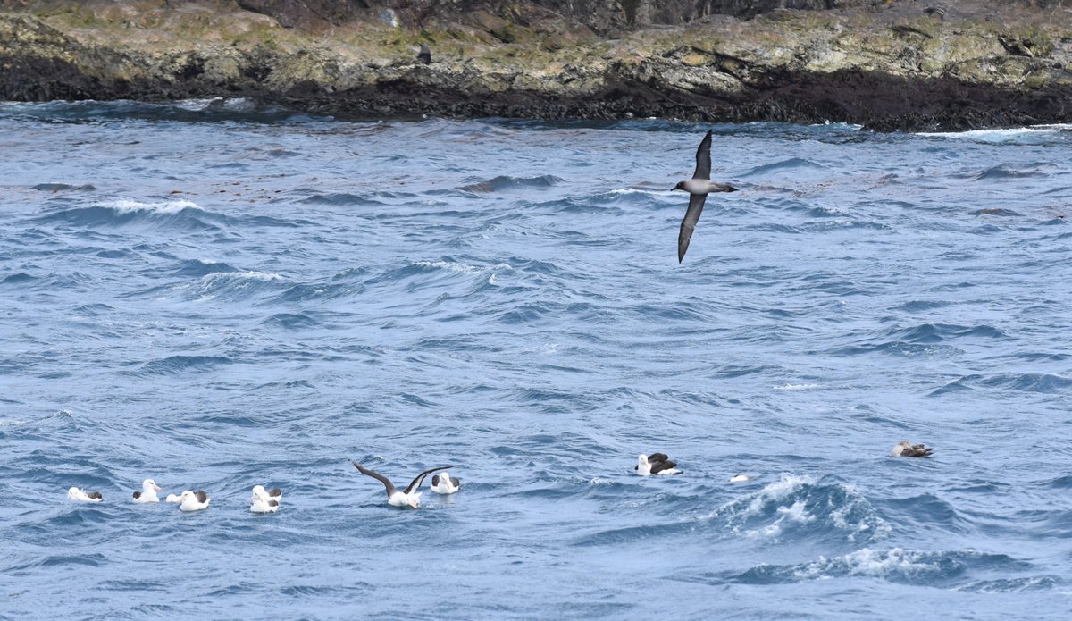 caitlinfrankish's tweet image. Our new #polar #biology paper investigates the use of near-colony areas for rafting 🌊 by albatross + petrel species 🪶 from South Georgia  &amp;amp; discusses implications for marine spatial planning  #conservation @BAS_News 

link.springer.com/article/10.100…

📸: Richard Phillips