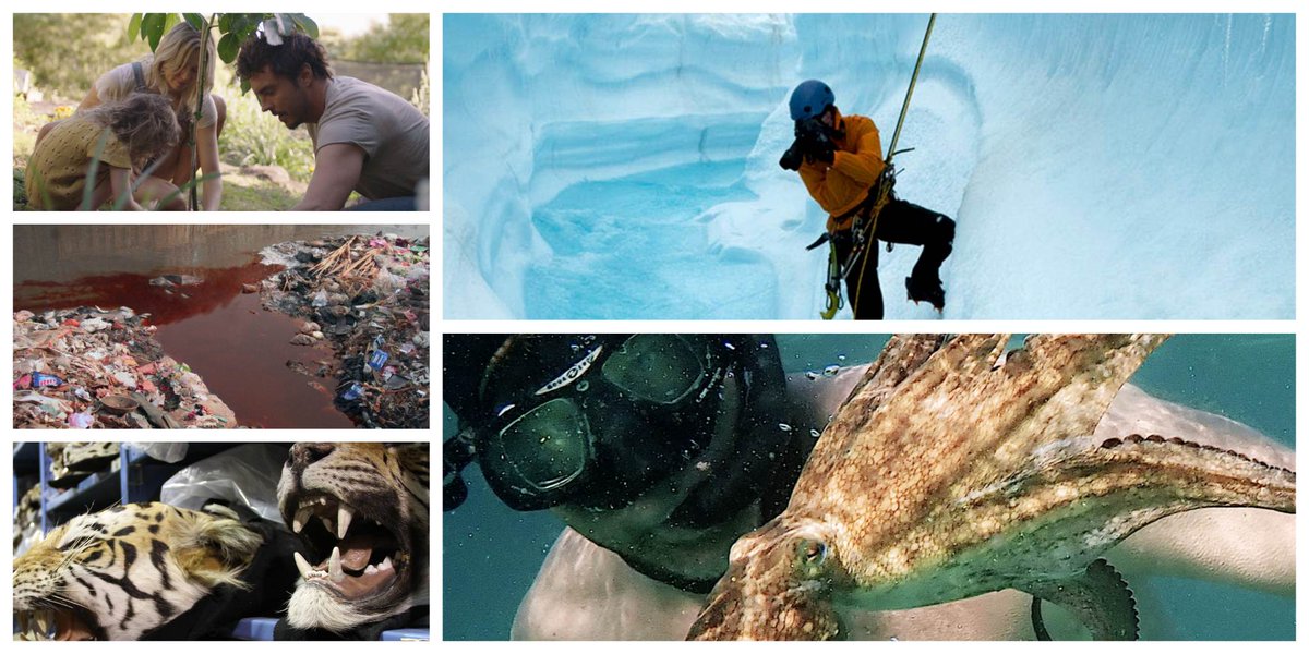 Today, celebrate #WorldEnvironmentDay with these impactful documentaries and deepen your understanding, spark conversations and inspire positive change for a sustainable future.

#environmentalfilms #documentaries #sustainability