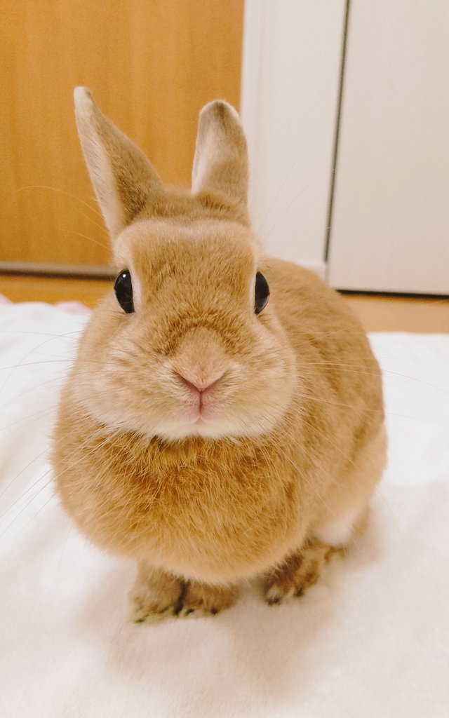 うさぎのモモ@天国モモ地方 (@momo_rabbit1013) / Posts / X