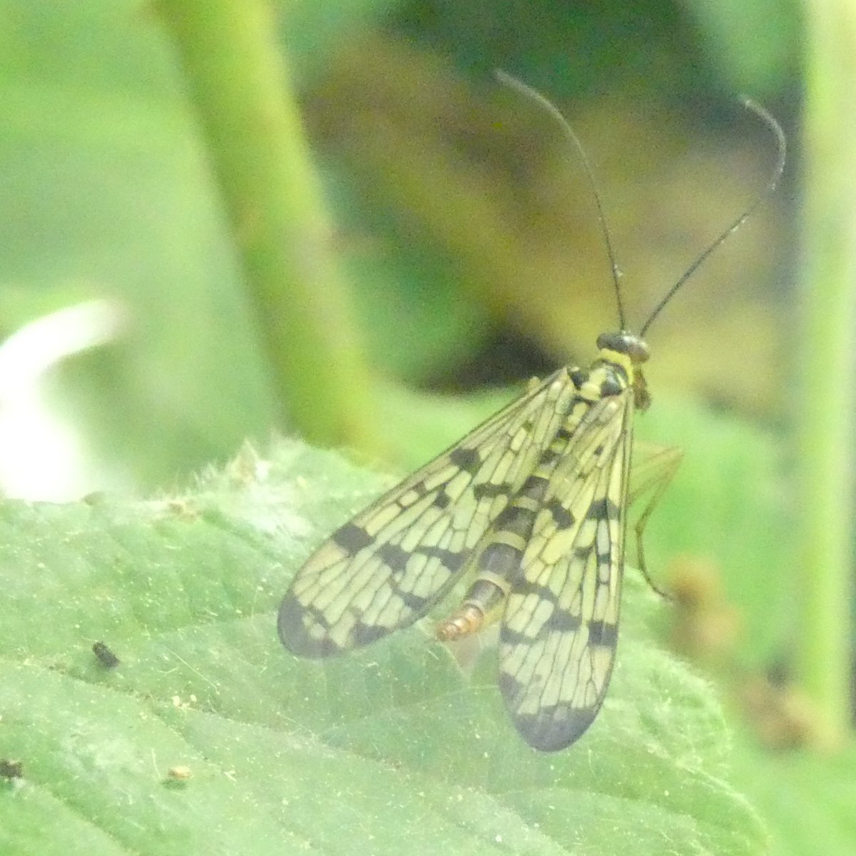 MartinLavelle19's tweet photo. Excited yesterday to see a #Scorpionfly near Weir Quay. Think female #Panorpa cognata. #Mecoptera https://t.co/Ua09bL6V2K