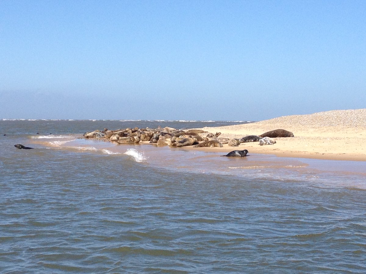 Can't beat a boat trip with @beansboattrips to see the seals at Blakeney Point. Adorable, aren't they?