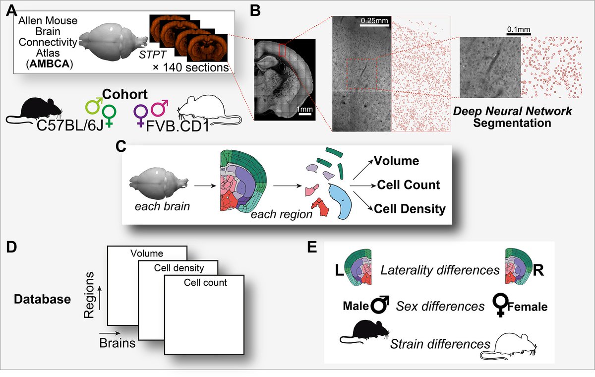 Amit Zeisel (@amitzeisel) on Twitter photo I’m very happy to share that our article “Sex, strain, and lateral differences in brain cytoarchitecture across a large mouse population” is now out in <a href="/eLife/">eLife - the journal</a> Congrats to study leader David Elkind(<a href="/_delkind_/">David Elkind</a>), my collaborator Noam Shental <a href="/OpenU_Israel/">The Open University האוניברסיטה הפתוחה העמוד הרשמי</a>, and all contributors. I’m very happy to share that our article “Sex, strain, and lateral differences in brain cytoarchitecture across a large mouse population” is now out in <a href="/eLife/">eLife - the journal</a> Congrats to study leader David Elkind(<a href="/_delkind_/">David Elkind</a>), my collaborator Noam Shental <a href="/OpenU_Israel/">The Open University האוניברסיטה הפתוחה העמוד הרשמי</a>, and all contributors.