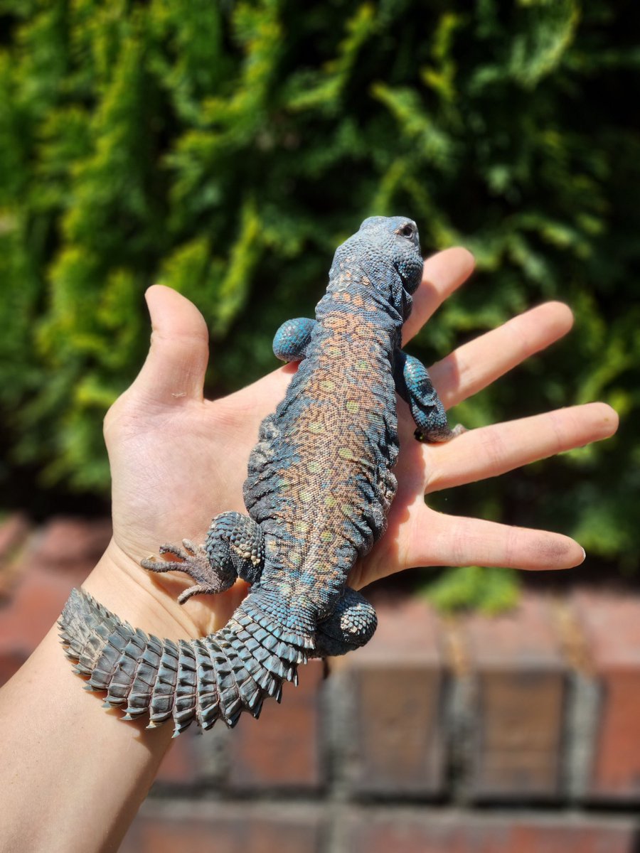 Uromastyx philbyi hatched out today!

#varanusprimordius #uromastyxocellata #uromastyxornata #uromastyxprinceps #monitorlizards #uromastyx #reptiles #argusmonitor #beardeddragon #beardie #ballpython #lizard #lizards #lizardsofinstagram #limzard #トカゲ #ヤモリ #トゲオアガマ