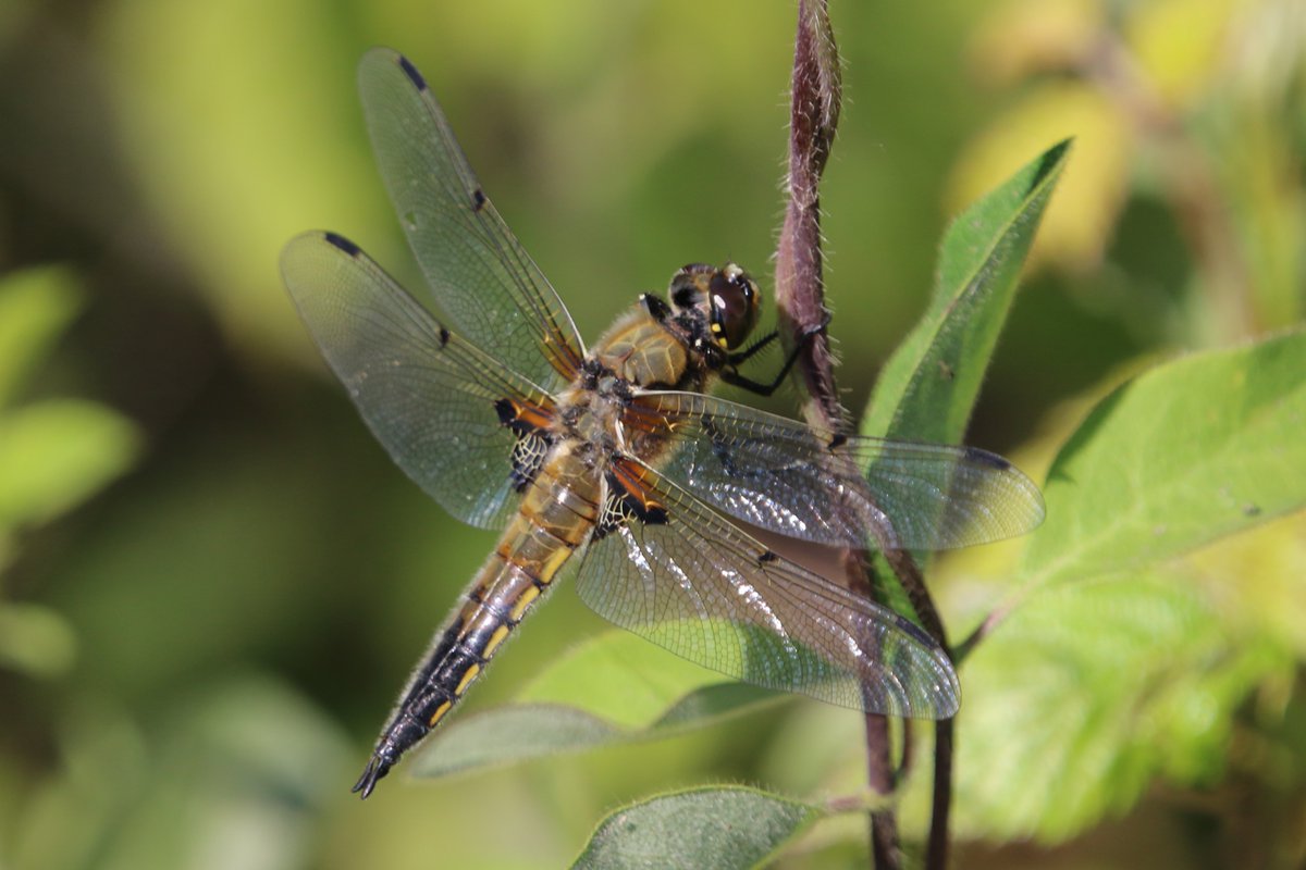 Four-spotted Chasers