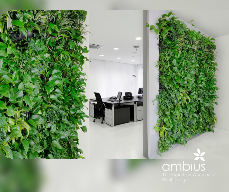 Ambius_IE's tweet photo. Is it time to take your office to new levels? Green walls, living walls, vertical gardens or green facades, whatever you call them these intricate but visually enhancing options bring the wow factor to any office.

https://t.co/codRMuBA8A https://t.co/TvfaxCC48X