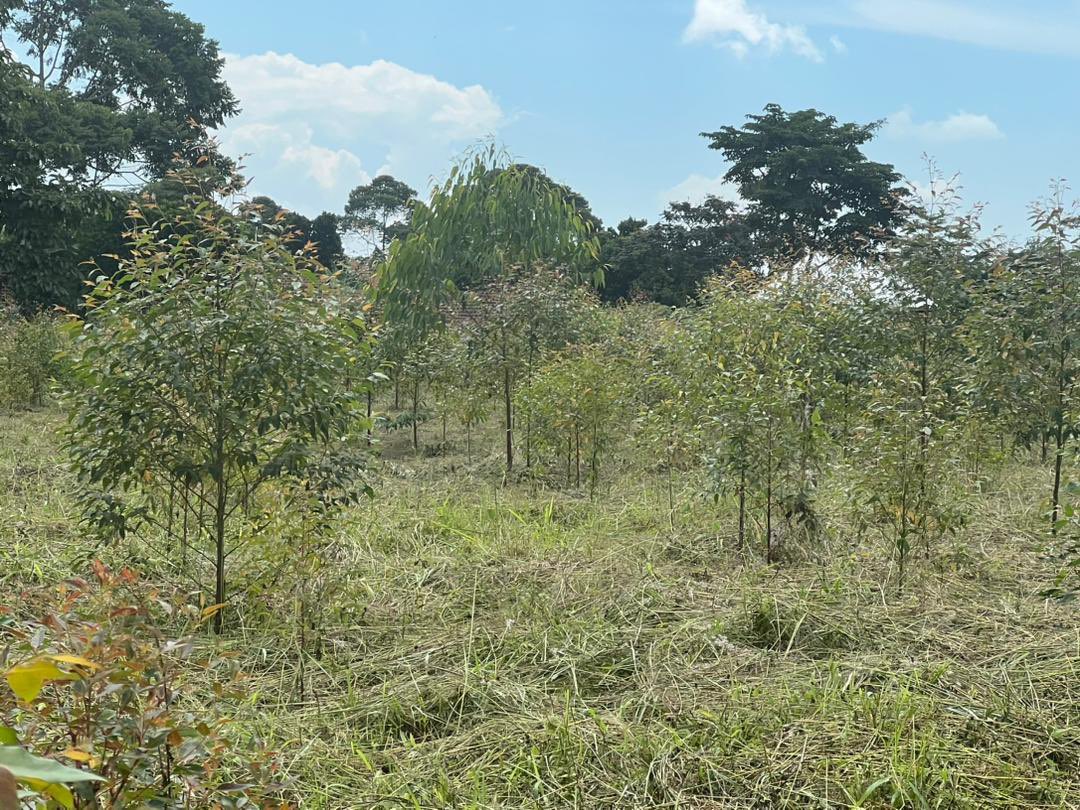 TROImedia's tweet photo. A year ago, we planted these trees 🌳 as a team. Today, we are proud to see how much they’ve grown and the positive impact they are having on our environment. 

Happy #EnvironmentDay

#WeAreTROI https://t.co/UYnLtQSca8