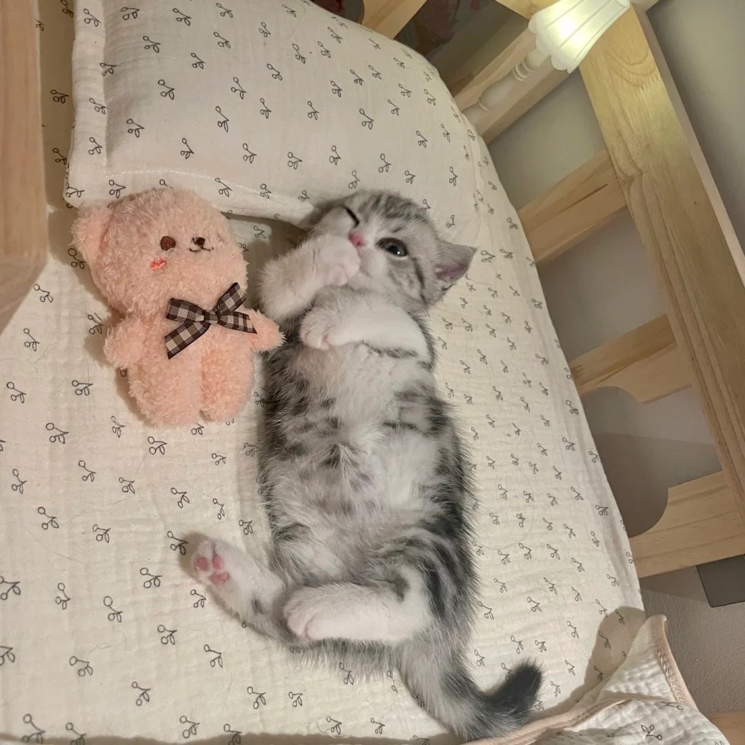 lovesickdoe's tweet photo. kitten https://t.co/ulFiFhw36W