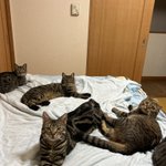 「猫部に入部希望か？まあ空いたところで寝ろや」。猫たちに部屋をジャックされた飼い主の威厳とは。