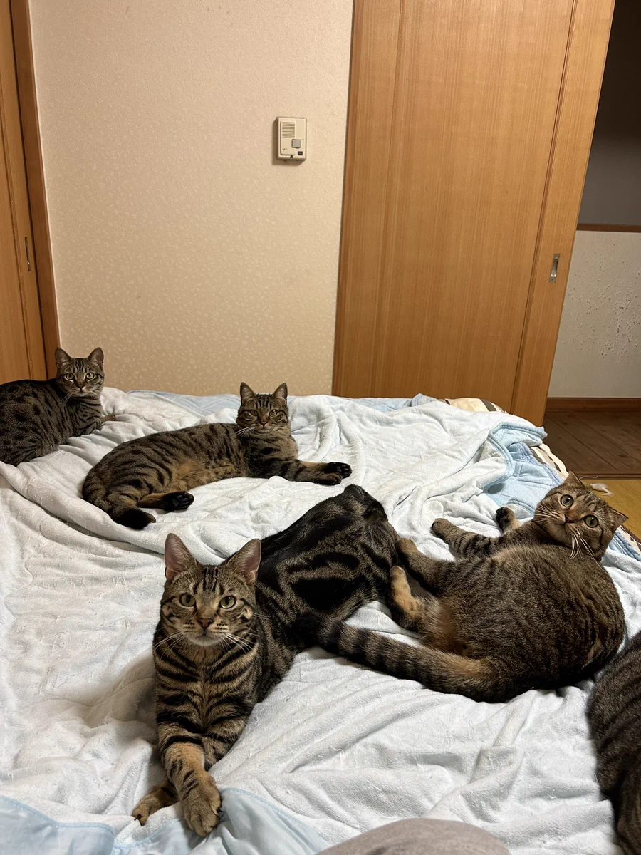 「猫部に入部希望か？まあ空いたところで寝ろや」。猫たちに部屋をジャックされた飼い主の威厳とは。