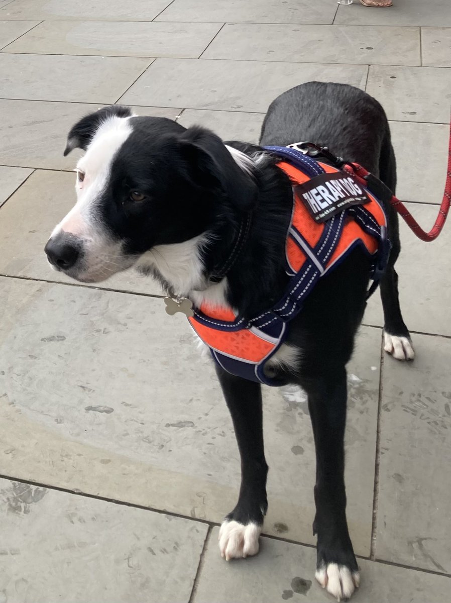 KarenBrackenri4's tweet photo. @OfficialUoM @UoMStaffNet Boost Take time out on a Monday!! 😳🤪 I will be (with my PA) in the Quad from 10am - 12pm and 1pm -2.30pm for #MeetMurray and #TakeTheLead tryouts! #CollieOnCampus #TogetherWeAreMeetMurray #DayWithTheDog https://t.co/fcCxbg7Ijp