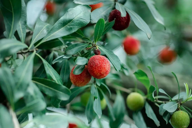 It's #waxberry season in Shushan village within Tong'an town in #SND!😍Certified as a national agricultural product of geographical indication, you won't regret trying this delicious sweet and sour fruit.😋#TastySND