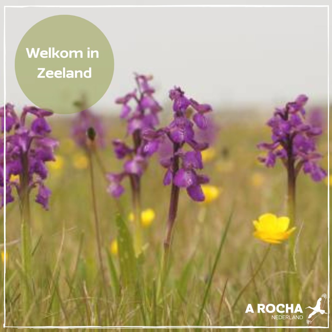 Ga je met ons mee? Komende vrijdagavond (9 juni) kan je in Zeeland een bijzonder en mooi gebied in. Eerst verwaarloosd en nu een orchideeën paradijs! Meer info  en opgave:arocha.nl/activiteitenka…