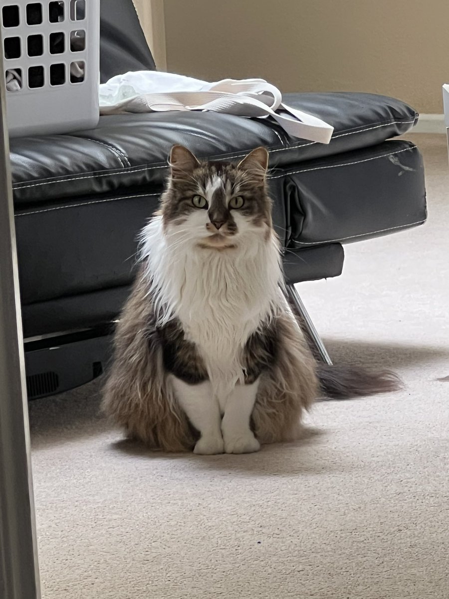 kalbeen's tweet photo. Look how shapely he looks 🥰 https://t.co/ab0veQjjrA