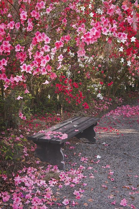 The Old wooden bench 🌸🌸🌸